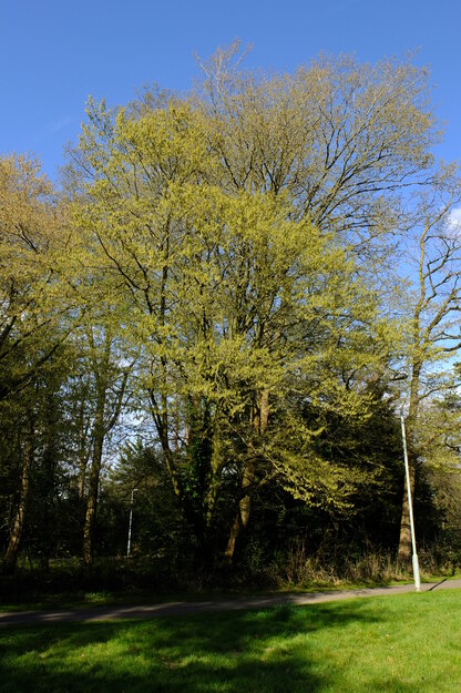 March tree photo