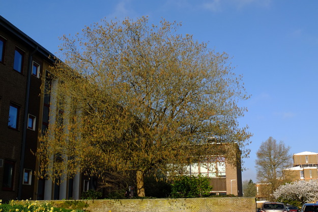 April tree photo