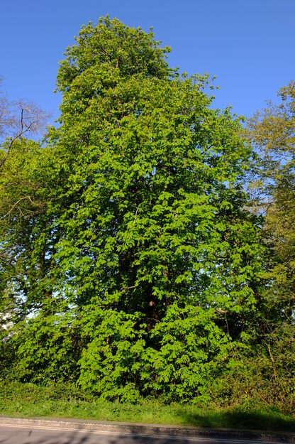 April tree photo