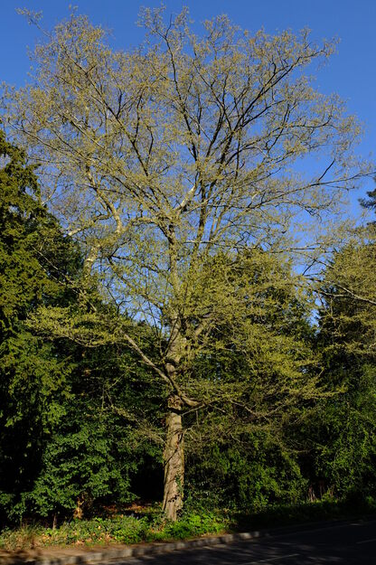 April tree photo