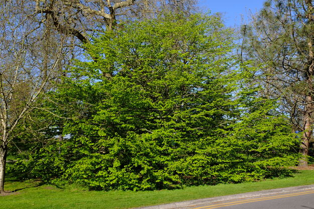 April tree photo