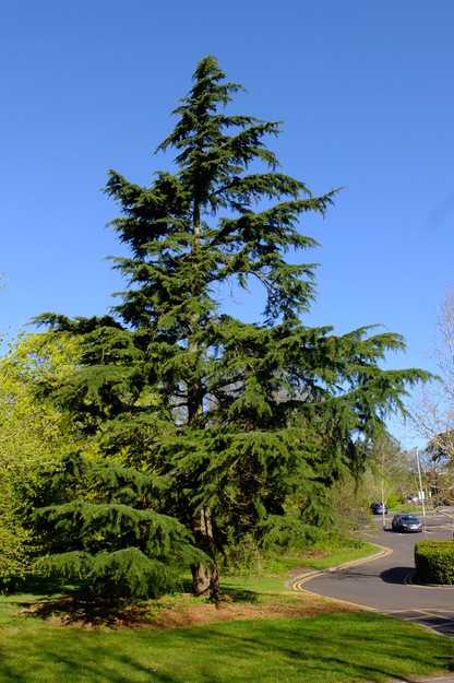 Carpark Eat tree photo