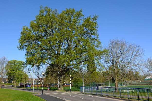 April tree photo