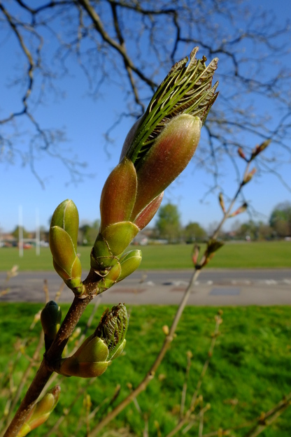 April close-up photo