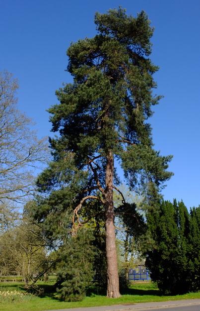 Photo of Pinus sylvestris