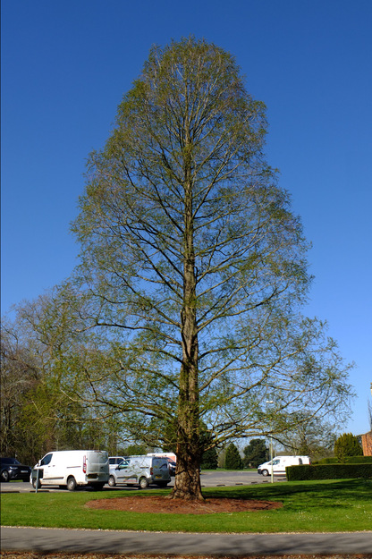 April tree photo