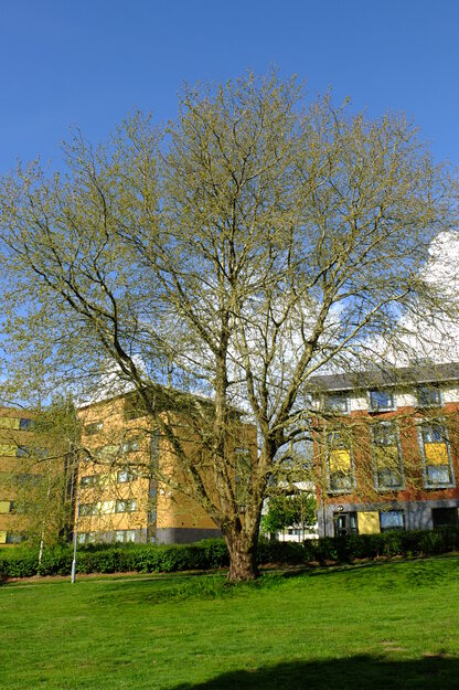 April tree photo