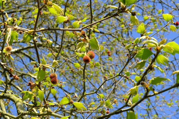 April close-up photo