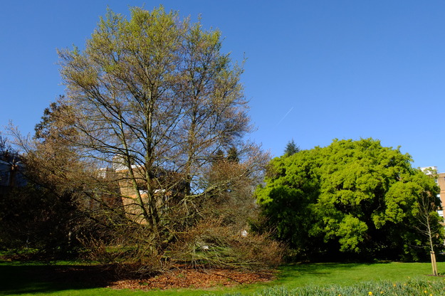 April tree photo