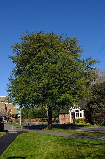 April tree photo