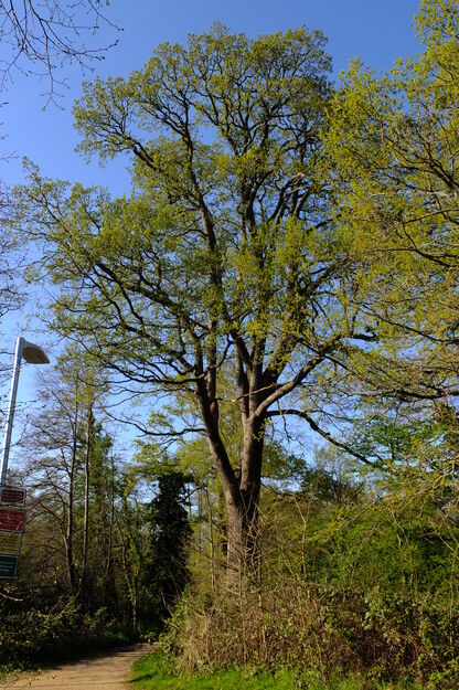 April tree photo