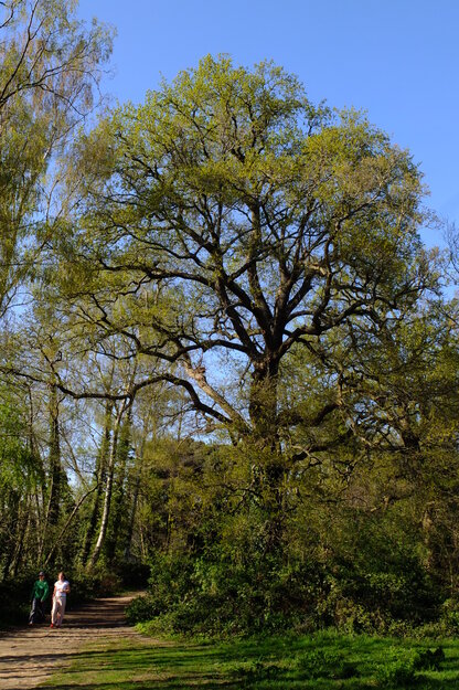 April tree photo