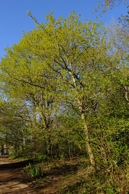 April tree photo