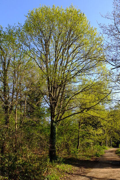 April tree photo