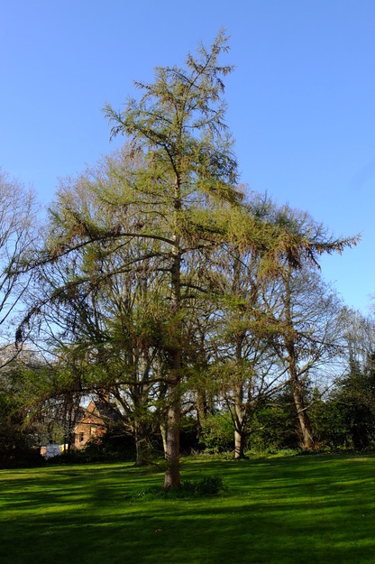 April tree photo