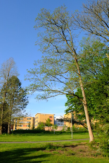 April tree photo