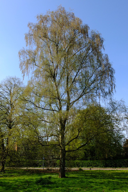 April tree photo