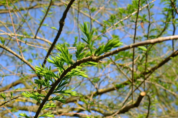 April close-up photo
