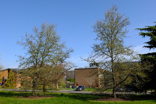April tree photo