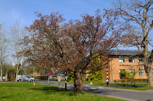 April tree photo