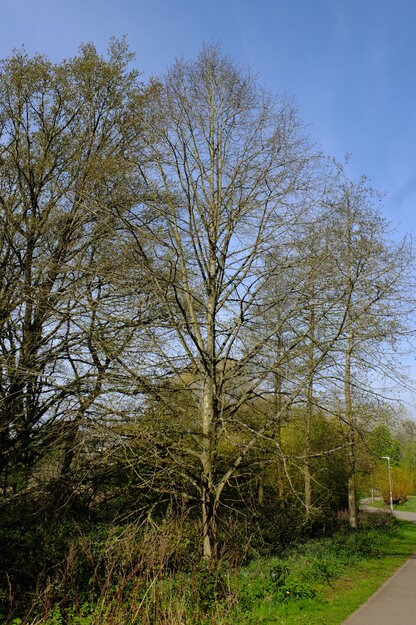 April tree photo