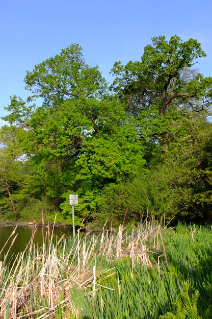 April tree photo