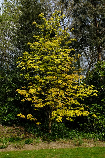 April tree photo