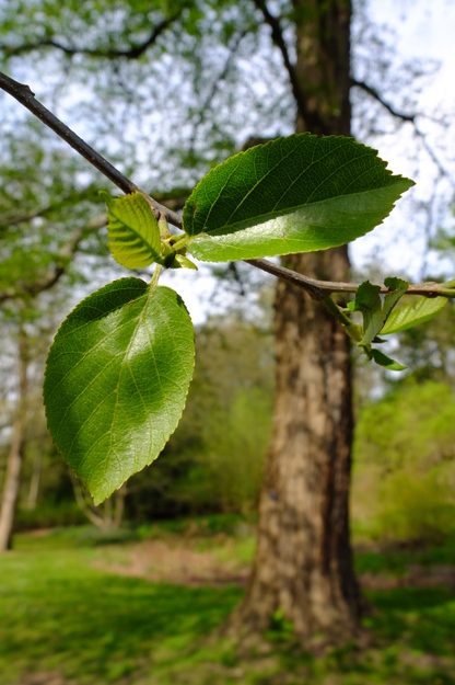 April close-up photo