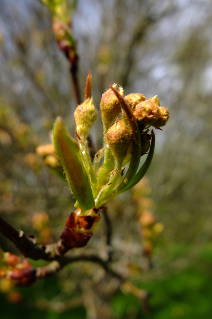 April close-up photo