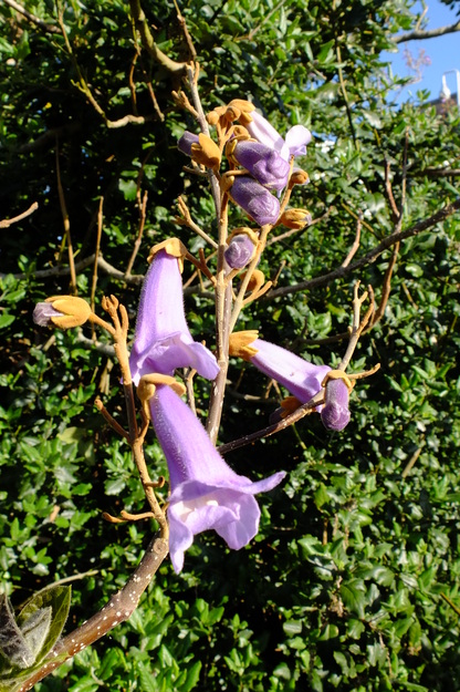 May close-up photo