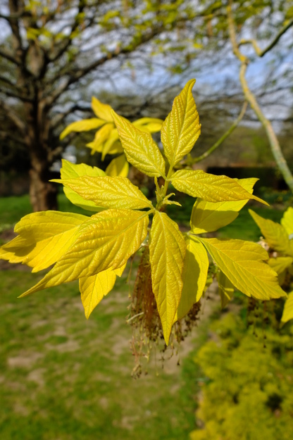 April close-up photo