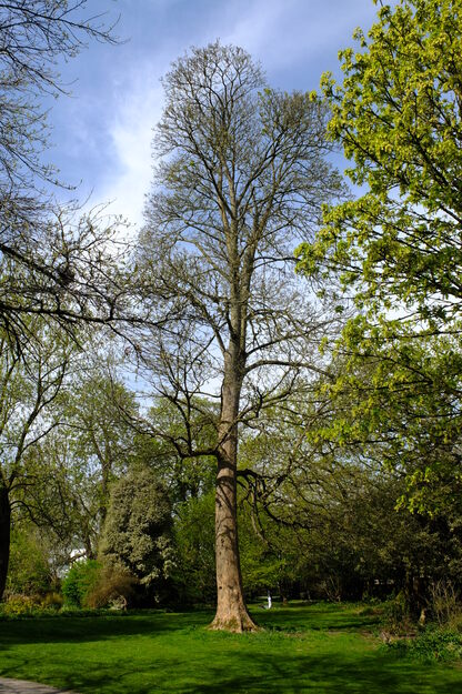 April tree photo