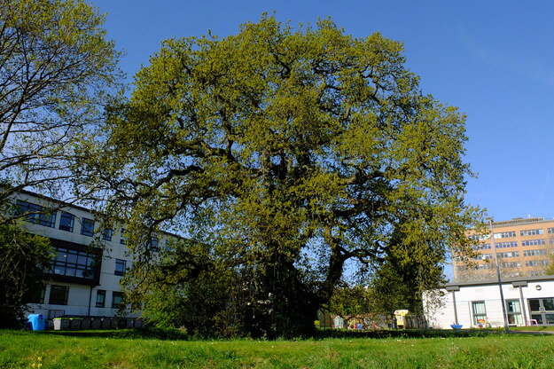 April tree photo