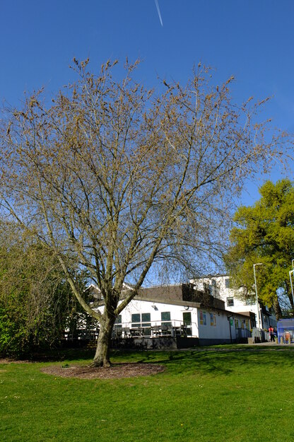 April tree photo