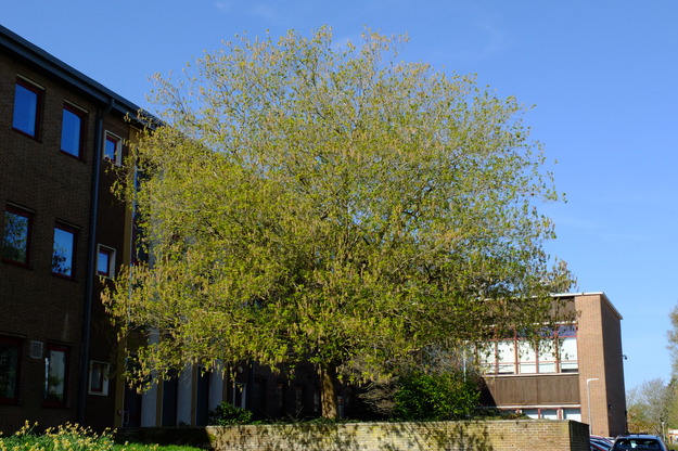 April tree photo
