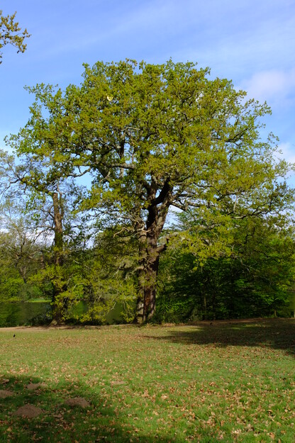 April tree photo