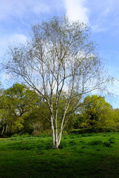 April tree photo
