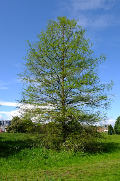 May tree photo