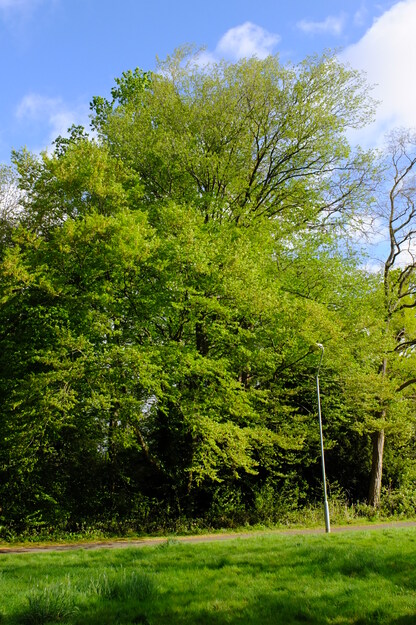 April tree photo