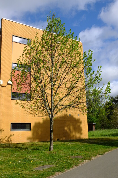 April tree photo