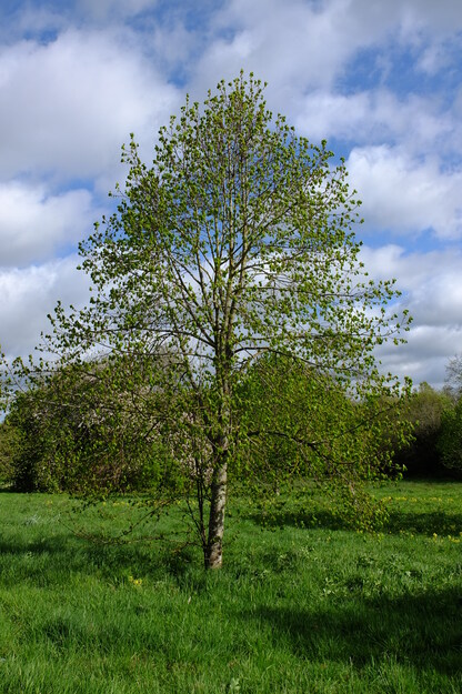 April tree photo