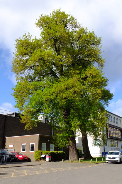 April tree photo