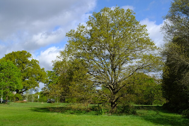 April tree photo