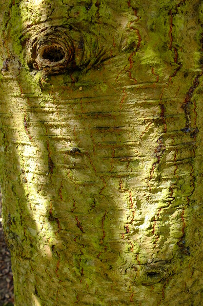 April close-up photo