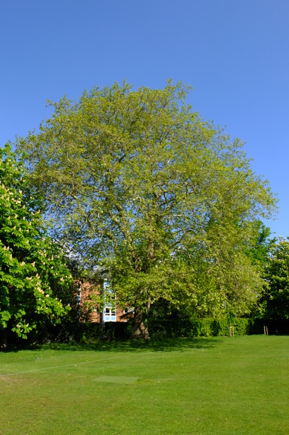 May tree photo