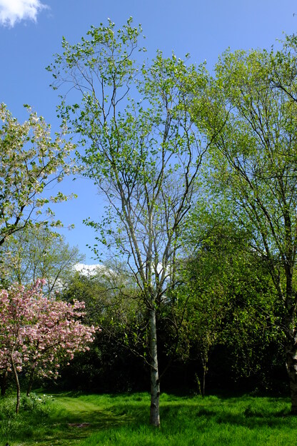 April tree photo