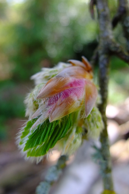 April close-up photo