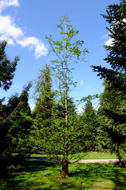 Photo of Metasequoia glyptostroboides