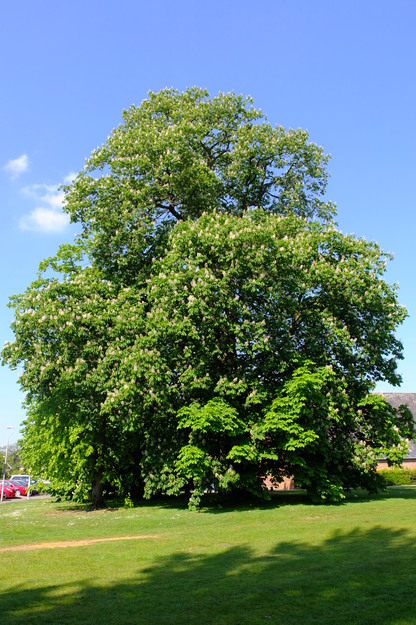 May tree photo