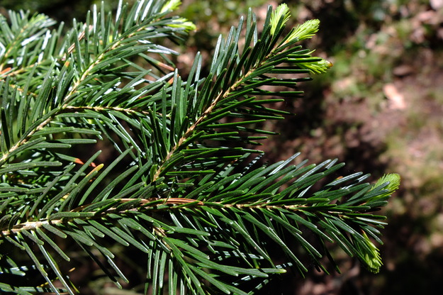 April close-up photo
